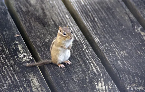 Picture Board, Chipmunk, rodent