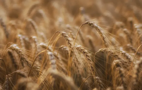 Field, macro, nature, rye, spikelets, ears, cereals, bokeh