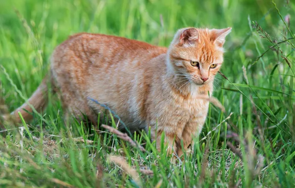 Greens, cat, summer, grass, look, kitty, red, walk