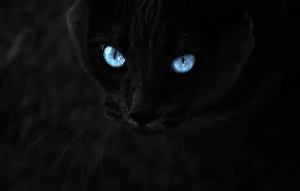 Look, black, Cat