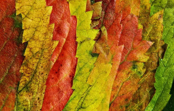 Autumn, leaves, macro, nature