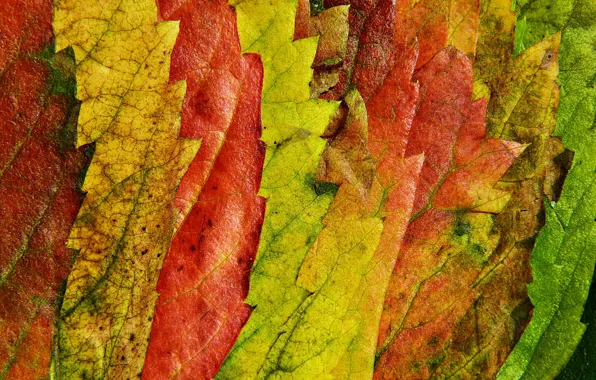 Picture autumn, leaves, macro, nature