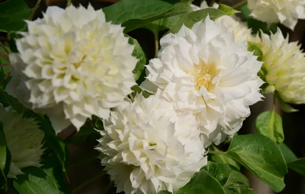 White, macro, clematis