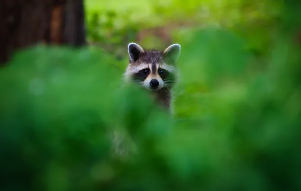 Look, tree, portrait, raccoon, face, the bushes, green background, stand