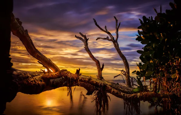 The sky, the sun, clouds, light, trees, sunset, clouds, shore