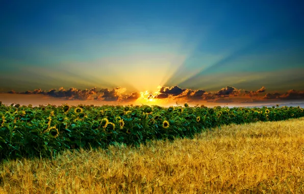 Picture field, the sky, the sun, clouds, sunflowers, ears