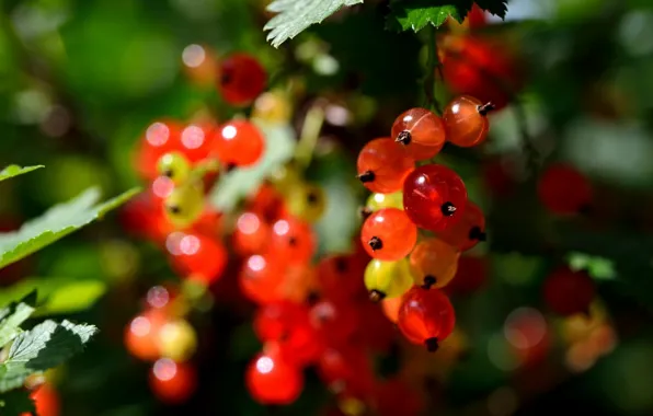Nature, berries, berry, nature, currants, currant