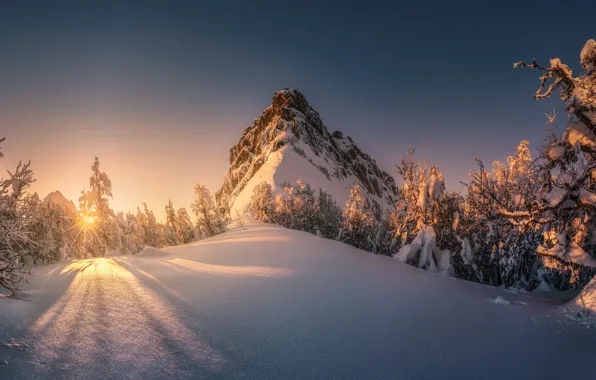 Winter, the sun, light, snow, trees, mountains, branches, nature
