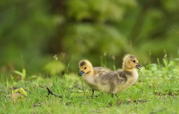 Greens, birds, glade, spring, a couple, ducklings, duck, two