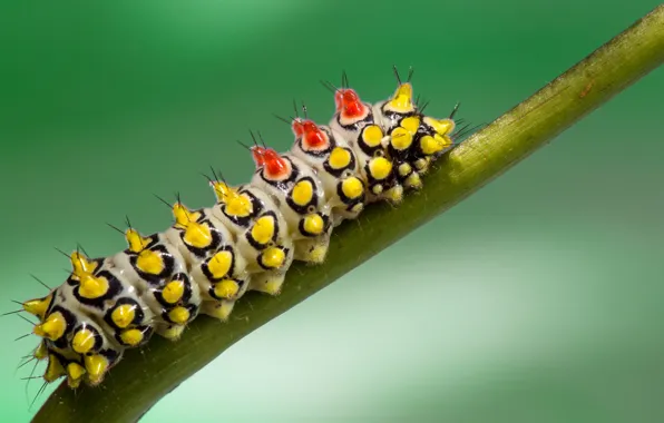 Caterpillar, nature, plant, stem