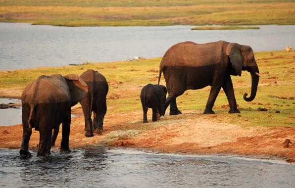 Picture shore, elephant, heat, Africa, pond, family, the elephant, elephant