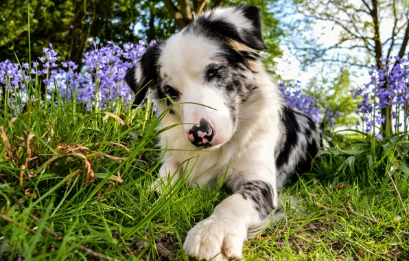 Summer, grass, look, face, flowers, pose, paw, dog