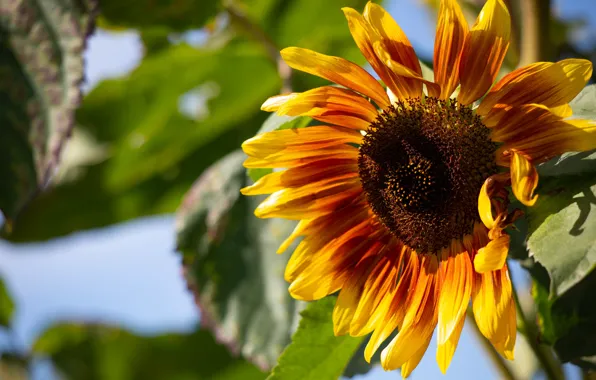 Flower, summer, leaves, close-up, yellow, sunflower, sunflower