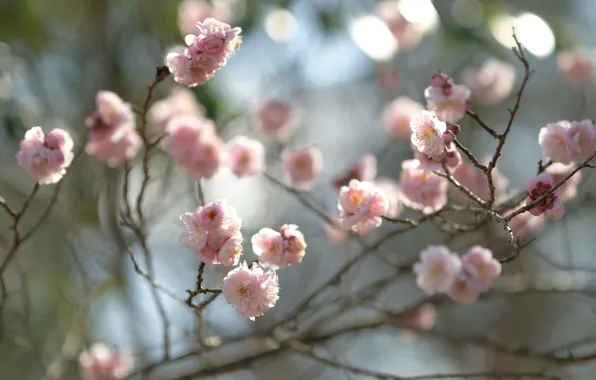 Flowers, branches, spring, Sakura, pink, flowering