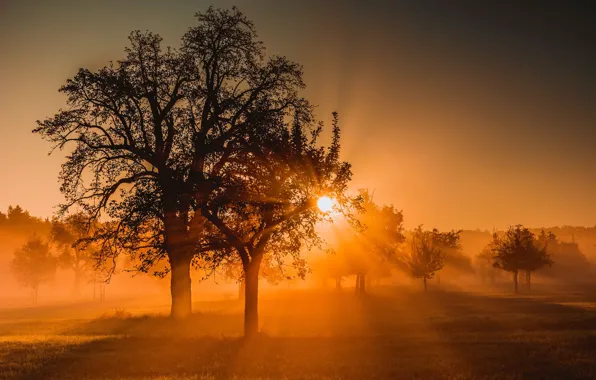 Field, trees, nature, fog, morning