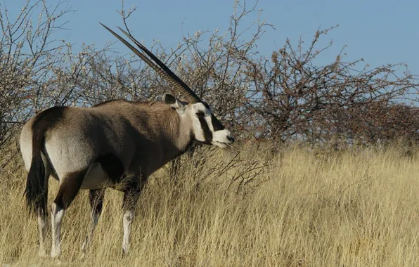 Antelope, antilope and very gracious sable, African