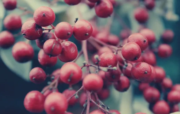 Berries, branch, red, a lot