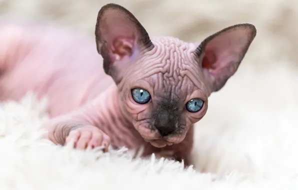 Cat, look, kitty, portrait, fur, blue eyes, face, Sphinx