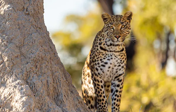 Picture look, light, stones, leopard, sitting, bokeh