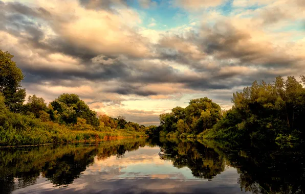 Picture forest, summer, lake, reflection, Swan