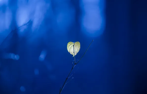 Sheet, background, minimalism, branch