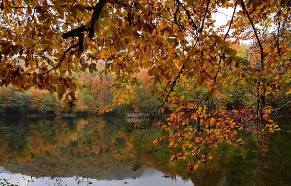 Autumn, forest, trees, branches, nature, lake, pond, Park