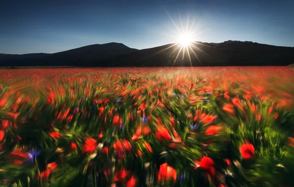 Field, summer, the sun, rays, light, flowers, mountains, Maki