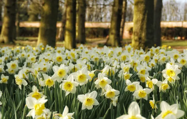 Wallpaper flowers, Park, flowerbed, daffodils for mobile and desktop ...