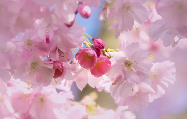 Flowers, blur, branch, spring, petals, Sakura, pink, buds