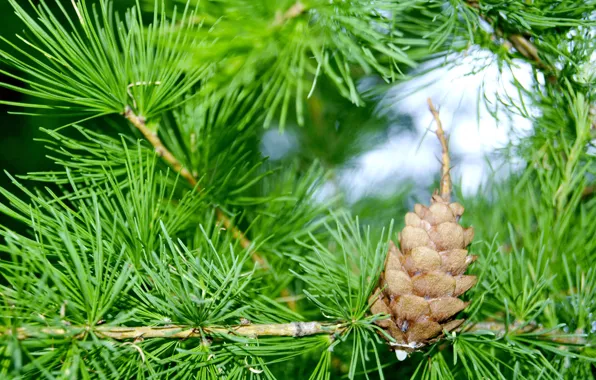 Picture branches, bumps, pine