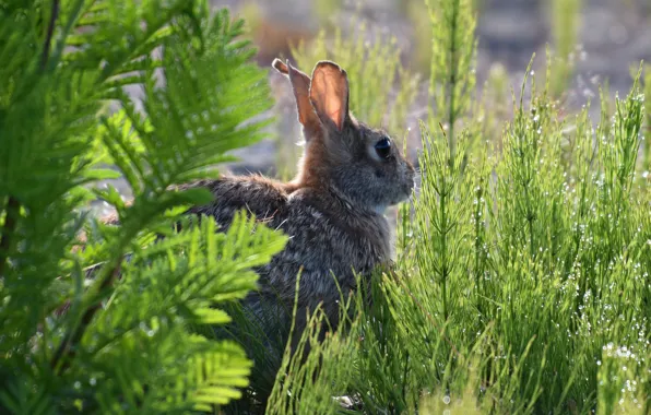 Greens, grass, drops, Rosa, grey, thickets, hare, ears