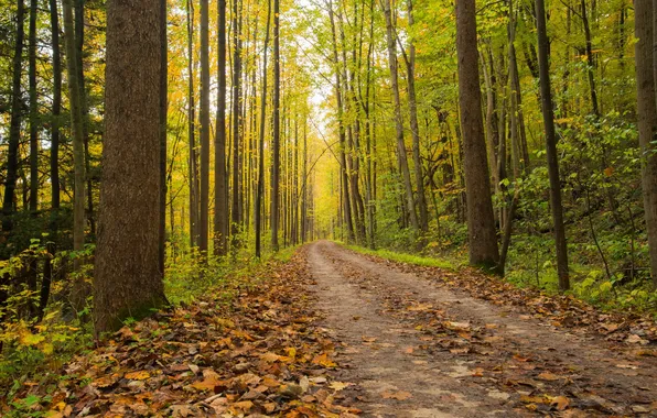 Road, autumn, forest