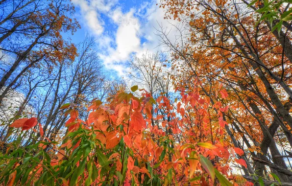 Autumn, the sky, leaves, clouds, trees