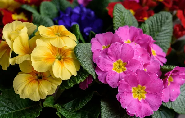 Picture macro, primrose, Primula