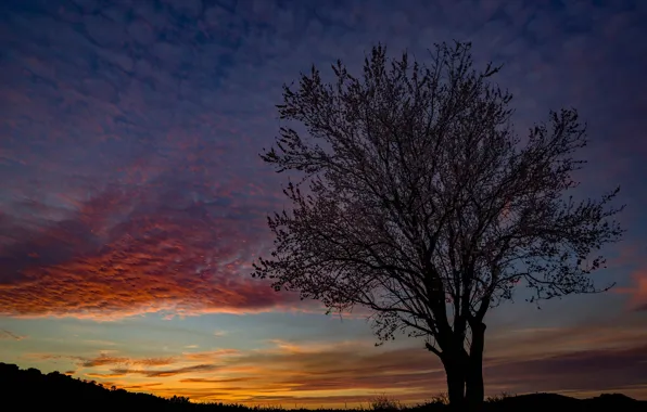 Picture trees, the evening, silhouette, glow