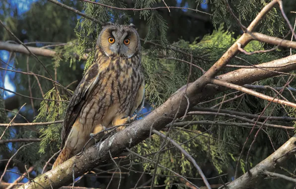 Trees, branches, owl