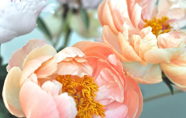 Picture flowers, beautiful, peonies