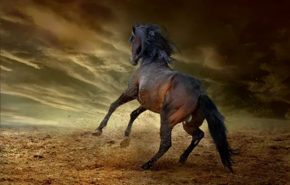 The storm, the sky, clouds, clouds, pose, darkness, horse, earth