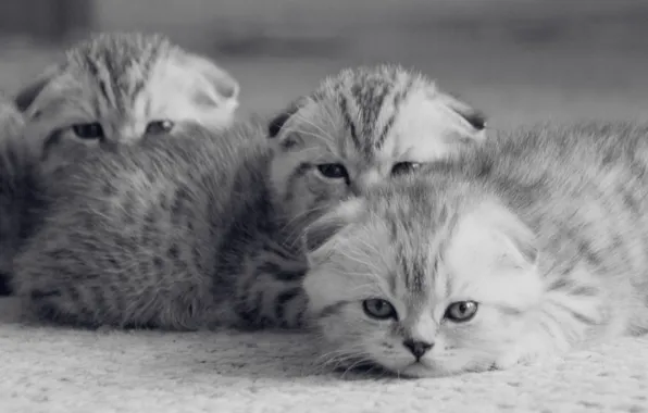 Cat, eyes, cat, kitty, baby, kittens