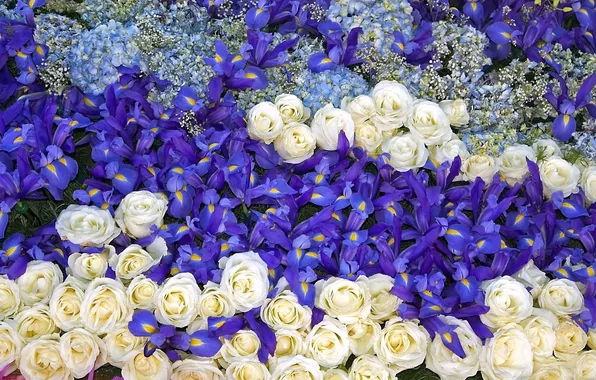 Roses, irises, carpet of flowers