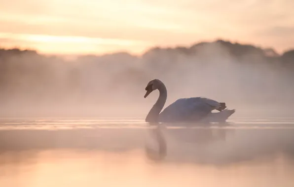 Fog, lake, bird, morning, Swan