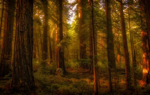Picture forest, rays, light, trees, branches, thickets, vegetation, trunk
