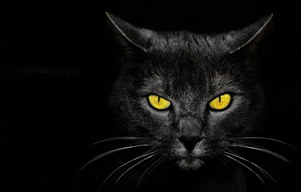Eyes, background, Monster Kill, black cat