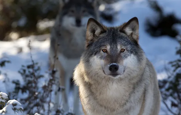 Picture nature, snow, predator, animal, wolf, wildlife, Canis lupus, portrait.