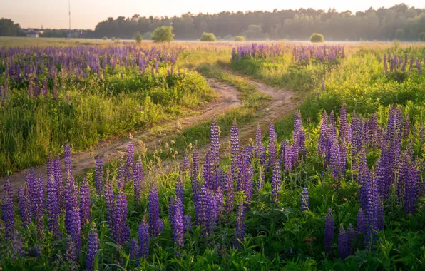Picture road, field, forest, summer, flowers, lilac, lupins