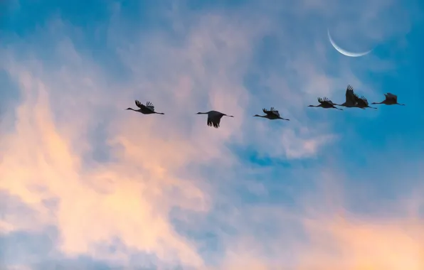Picture the sky, landscape, bird