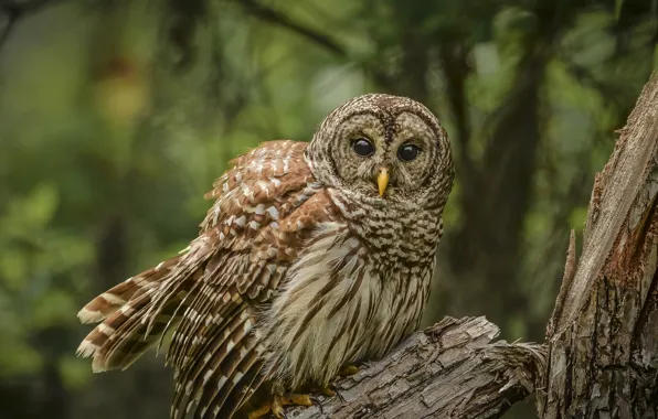 Tree, owl, bird, owl
