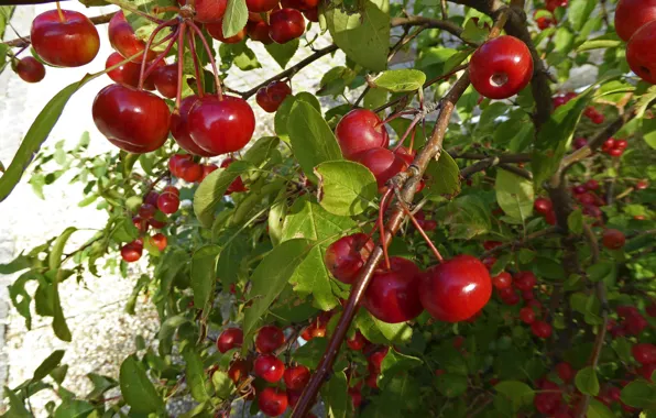 Picture leaves, cherry, berries, garden, cherry