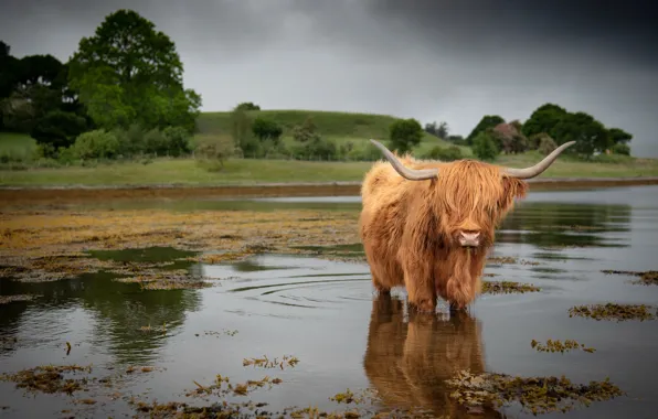 Nature, river, cattle