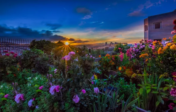 Picture the sun, rays, landscape, sunset, flowers, the city, CA, San Francisco